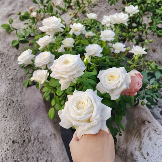 Pope John Paul Rose Live Plant | White Hybrid Tea Rose | 4–6 Inch Starter | Ships Without Pot | Fragrant Garden Rose