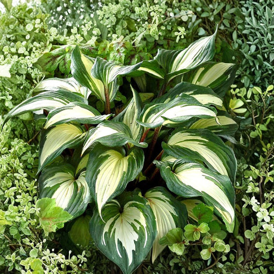 Hosta ‘Raspberry Sundae’ – Live Hosta Starter Plant | Variegated Shade Perennial | Burgundy Red Stems | Deep Lavender Flowers | 2.5 Inch Pot