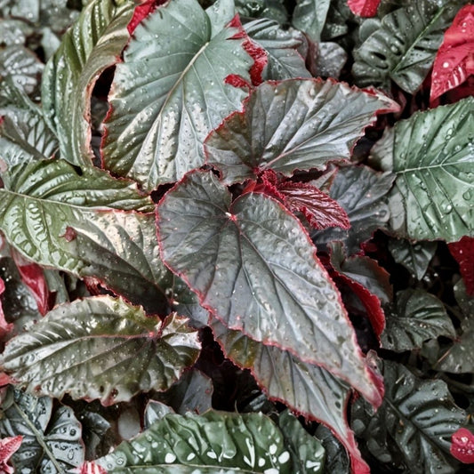 Begonia Black Magic Angel Wing Live Plant – 4 Inch Starter | Dark Velvety Foliage | Black Angel Wing Begonia | Pink to Red Flowers | Tropical Houseplant | Ships Without Pot