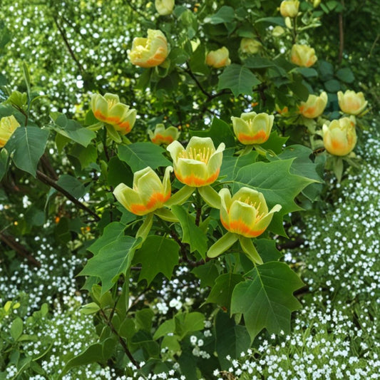 Tulip Tree – Liriodendron tulipifera Live Plant | 6–10 Inches Tall | Includes 1 Quart Pot | Native Shade Tree | Fast Growing