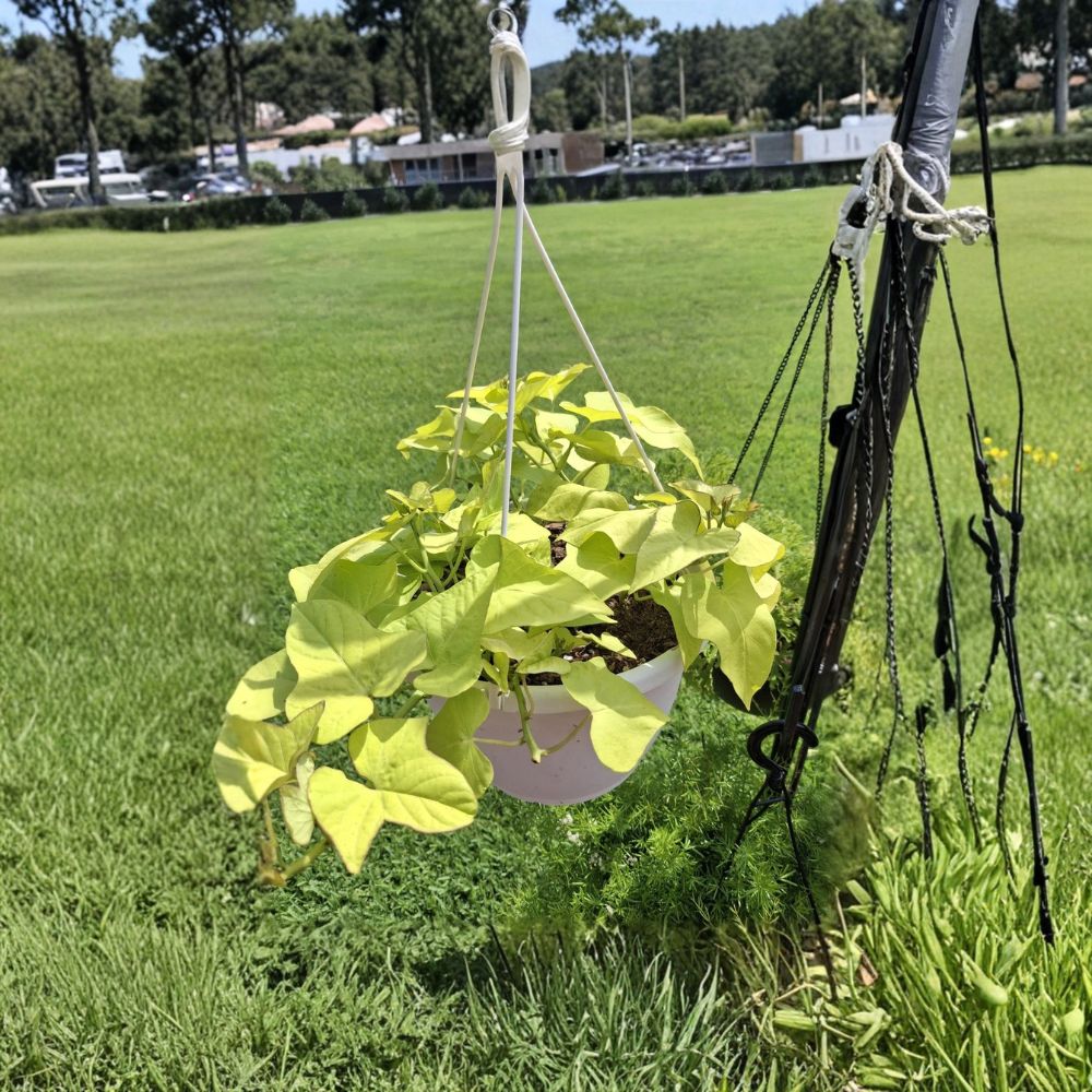 Ornamental Sweet Potato Vine – Ipomoea batatas Live Rooted Cuttings | 5 Plants | Trailing Foliage Vine | Ready to Plant | Easy to Grow