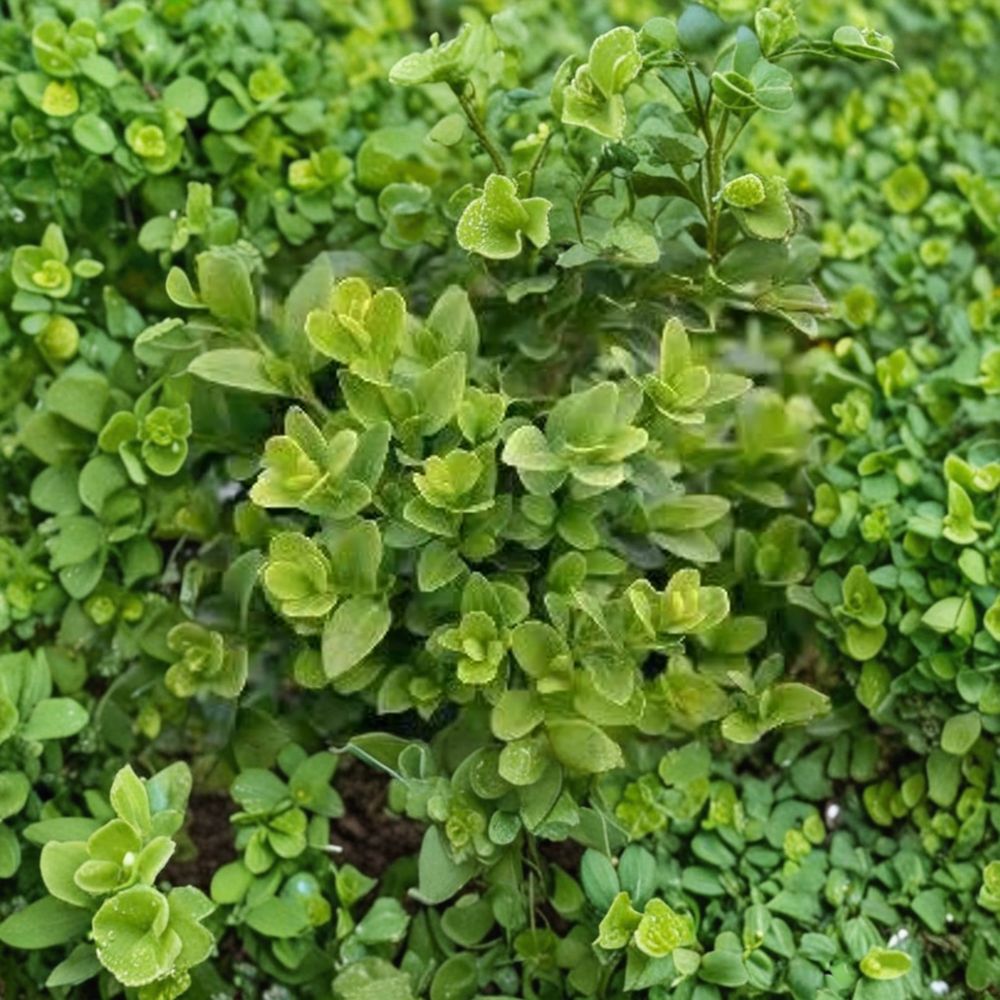 Buxus ‘Green Velvet’ Live Evergreen Boxwood Shrub | Compact Hardy Hedge Plant | #2 Container Grown