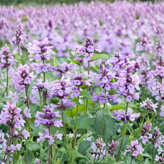 Catnip Plants – Nepeta cataria Live Starter Plants | 3 Live Plants | 3–6 Inches Tall | Ships Without Pot | Fast Growing Herb