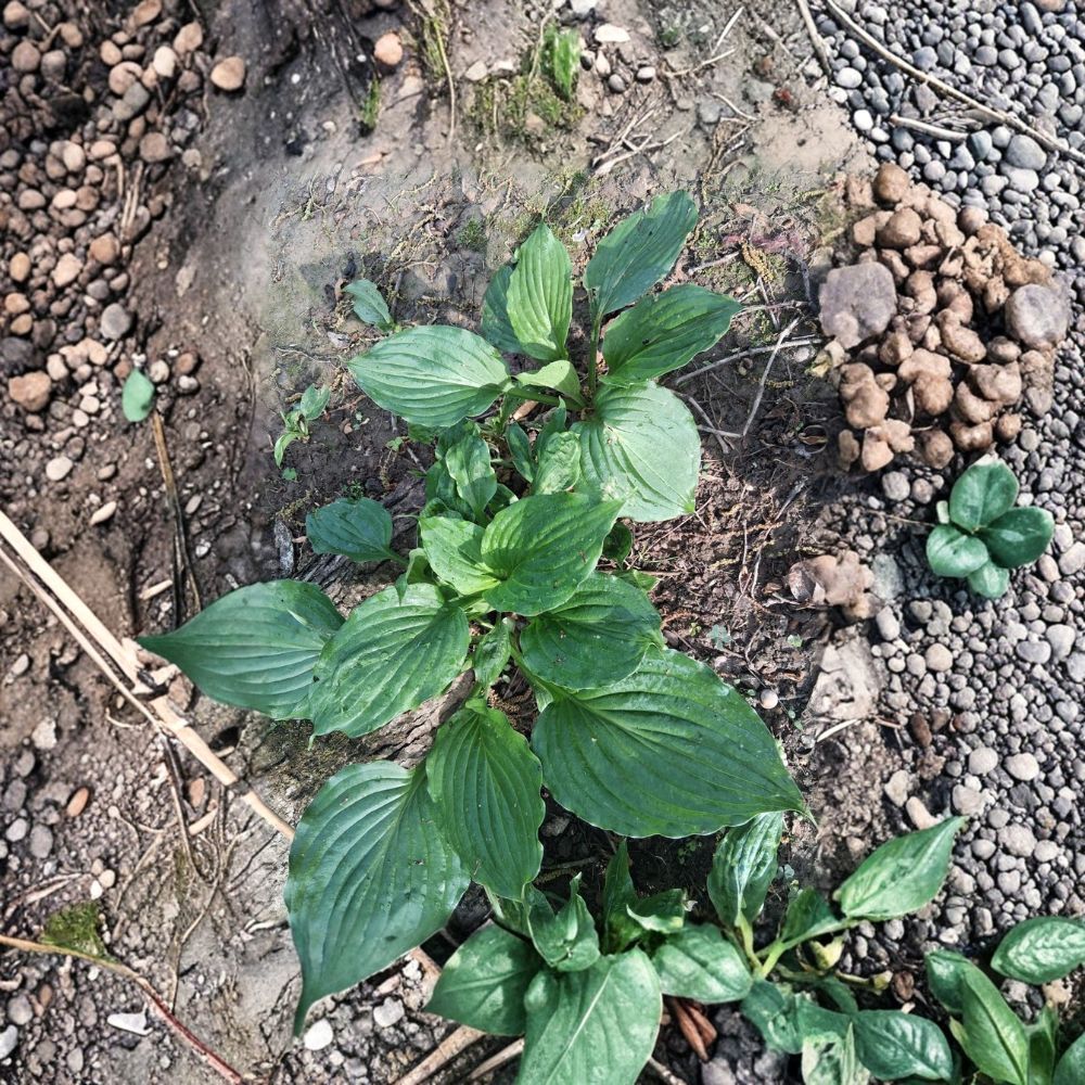 Serendipity Hosta Live Plants – 5 Bare Root Hostas | Solid Green Shade Perennials | Healthy Rooted Garden Plants | Easy to Grow