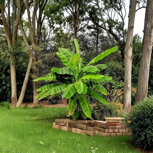 Basjoo Banana Tree Live Plant – Musa basjoo | Cold Hardy Banana Starter | 3–12 Inch Rooted Plant | Ships in Pot | Tropical Garden Plant