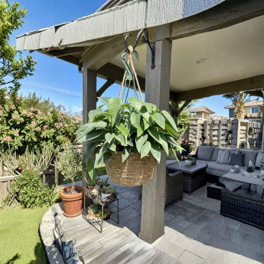 Cebu Blue Pothos Live Plant – Rare Epipremnum pinnatum | Rooted 2 Inch Pot | Tropical Climbing Houseplant | Easy Care Indoor & Outdoor Vine | Starter Plant