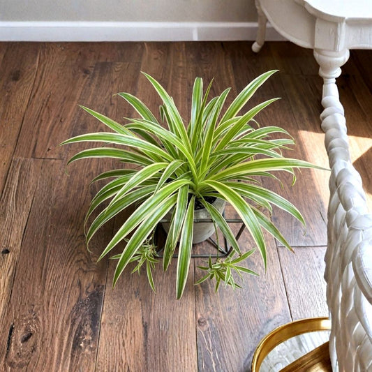 5 Variegated Spider Plant Pup Cuttings | Chlorophytum comosum | Live Houseplant Babies | Green & White Striped | Easy Care Propagation