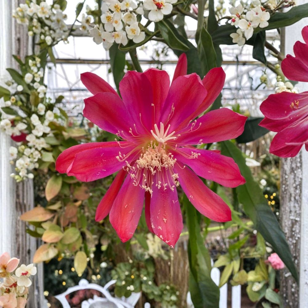 Epiphyllum 'Sparkling Burgundy' Live Plants | Set of 2 Rooted Orchid Cactus | 3 Inch Pots | Red Flowering Epiphyllum | Hanging Succulent