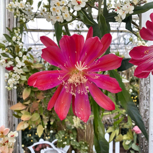 Epiphyllum 'Sparkling Burgundy' Live Plants | Set of 2 Rooted Orchid Cactus | 3 Inch Pots | Red Flowering Epiphyllum | Hanging Succulent