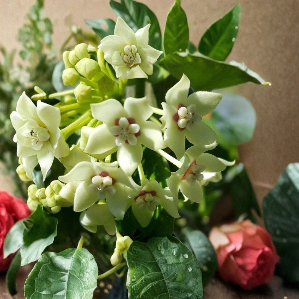 Hoya australis – Live Bare Root Vine | 5+ Inches Tall | Wax Flower Houseplant | Vanilla Hoya | Easy to Grow