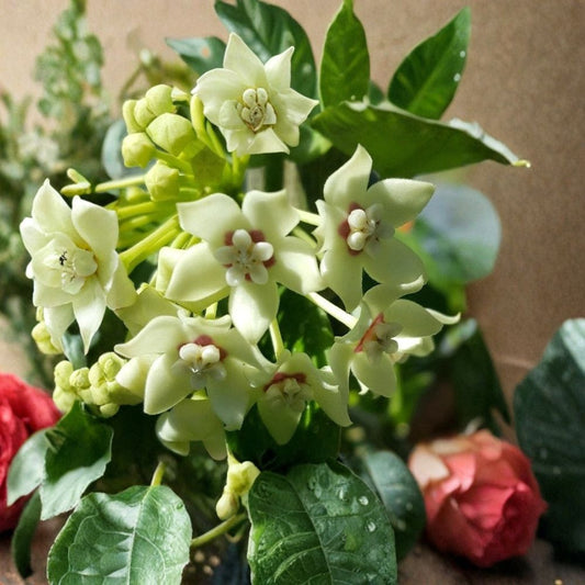 Hoya australis – Live Bare Root Vine | 5+ Inches Tall | Wax Flower Houseplant | Vanilla Hoya | Easy to Grow