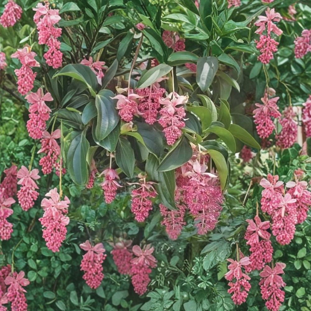 Royal Chandelier Medinilla Magnifica – Live Starter Plant | Well Rooted in Nursery Pot | Rare Tropical Flowering Plant | Exotic Houseplant