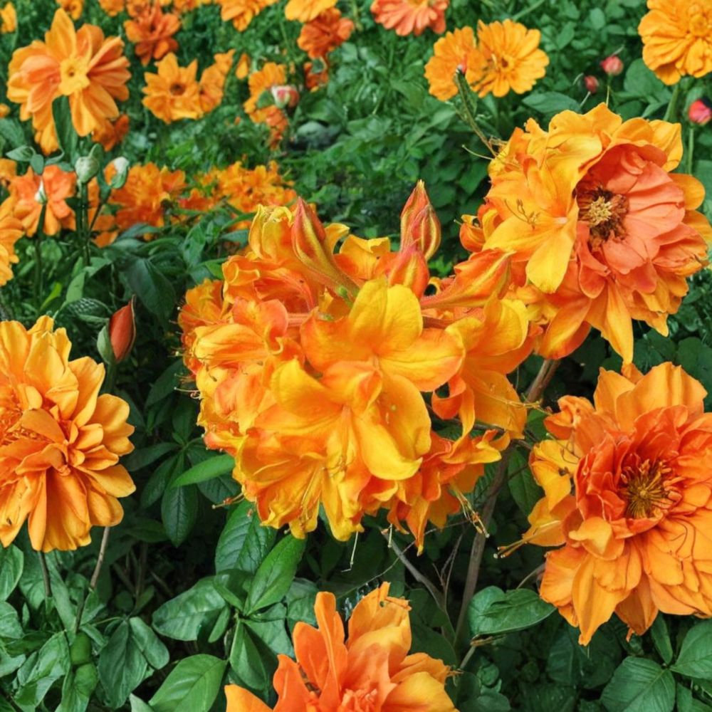Klondyke Azalea – Live Flowering Shrub | 2 Gallon Pot Plant | Golden Yellow Blooms | Hardy Landscape Azalea | Sun Loving Garden Shrub