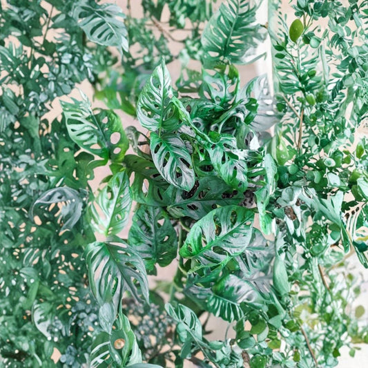 Monstera Adansonii – Swiss Cheese Plant Cuttings | Set of 3 | Tropical Houseplant | Indoor & Outdoor | Easy to Grow