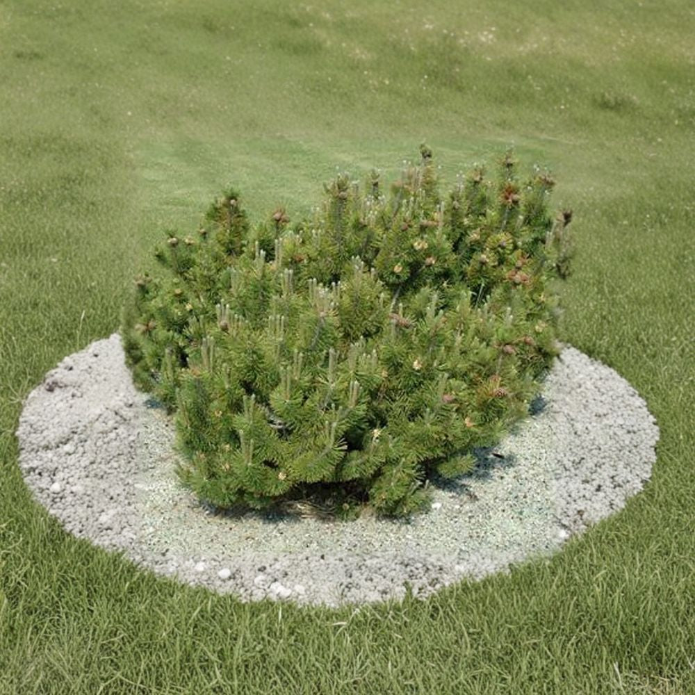 Pinus mugo ‘Pumilio’ Live Dwarf Mugo Pine | Hardy Evergreen Shrub | Compact Mountain Pine | #2 Container Grown