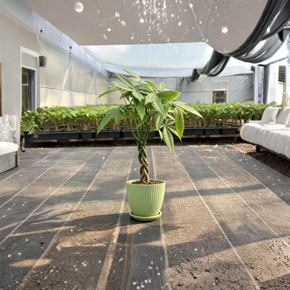 Money Tree Live Plant – Pachira aquatica Value Grade | Healthy Rooted Indoor Plant | Includes Nursery Pot | Easy Care Houseplant