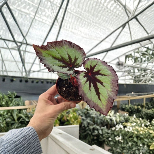 Begonia Fire Woman Live Plant – Ornamental Foliage | 4 Inch Starter | Colorful Begonia | Indoor Houseplant | Shade Loving Plant | Ships Without Pot