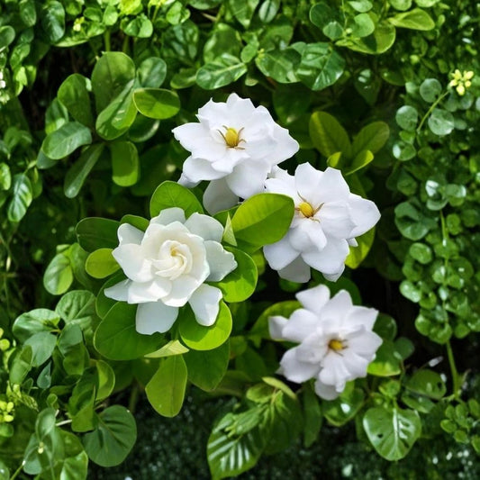 Frostproof Gardenia Live Plant – Cape Jasmine Gardenia | 5–7 Inch Starter Plant | Fragrant White Flowers | Evergreen Shrub | Indoor & Outdoor