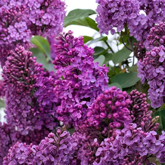 Purple Lilac – Syringa vulgaris Live Plant | 2–5 Inches Tall | Includes 4" Nursery Pot | Fragrant Flowering Shrub | Easy to Grow