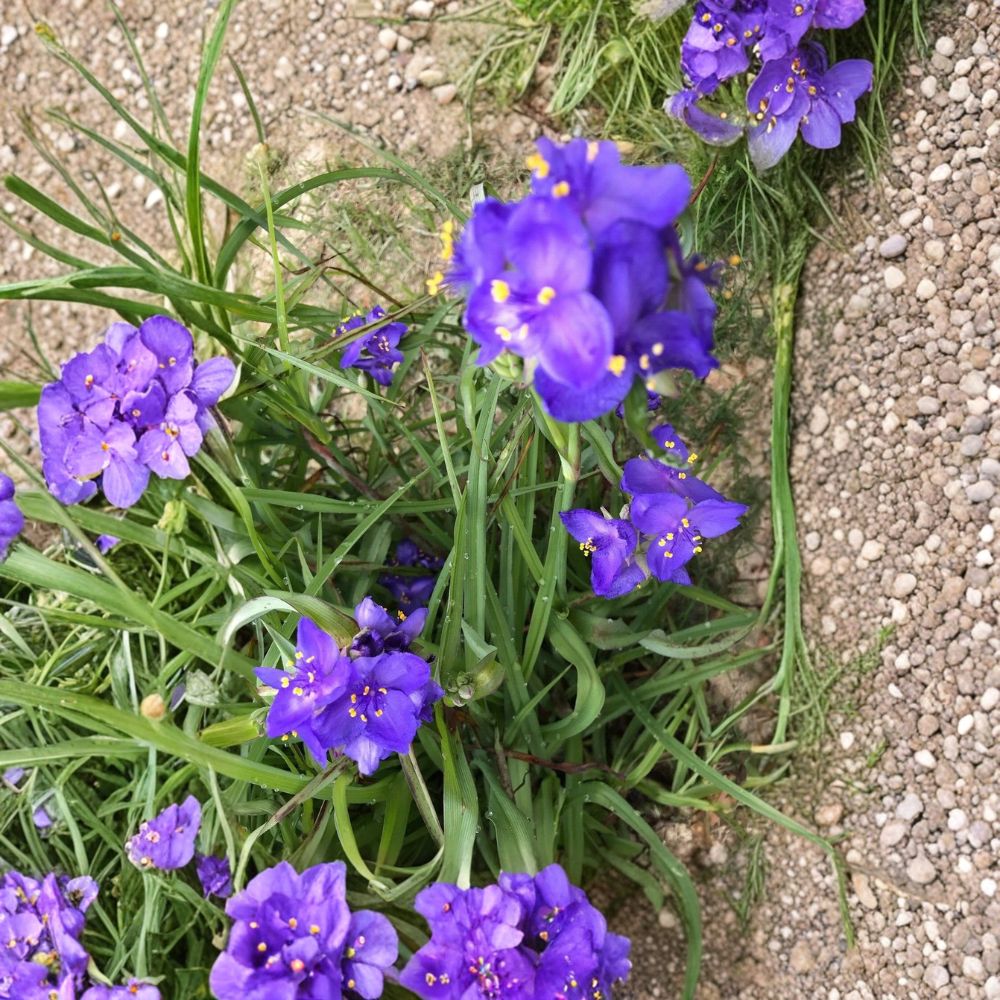 Spiderwort – Tradescantia Live Bare Root Rhizomes | Set of 25 | Purple Flowering Perennial | Easy-Care Garden Plant