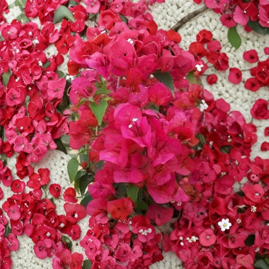Sharon Wesley Bougainvillea – Live Starter Plant | Well Rooted in 3 Inch Nursery Pot | Tropical Flowering Vine | Ships in Pot | Easy to Grow