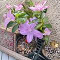 Korean Azalea Poukhanense – Live Evergreen Azalea | 1 Gallon Pot Plant | Cold Hardy Lavender Blooms | Shade Garden Landscape Shrub