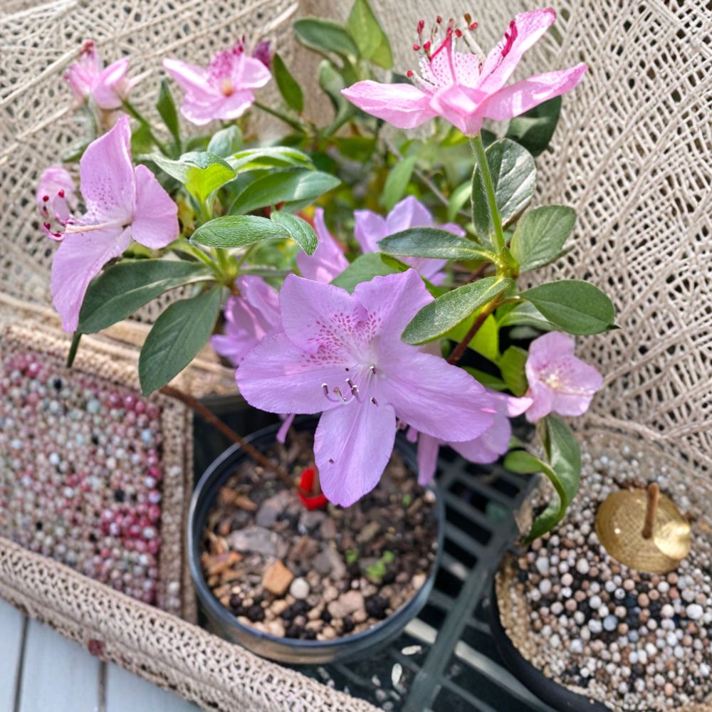 Korean Azalea Poukhanense – Live Evergreen Azalea | 1 Gallon Pot Plant | Cold Hardy Lavender Blooms | Shade Garden Landscape Shrub