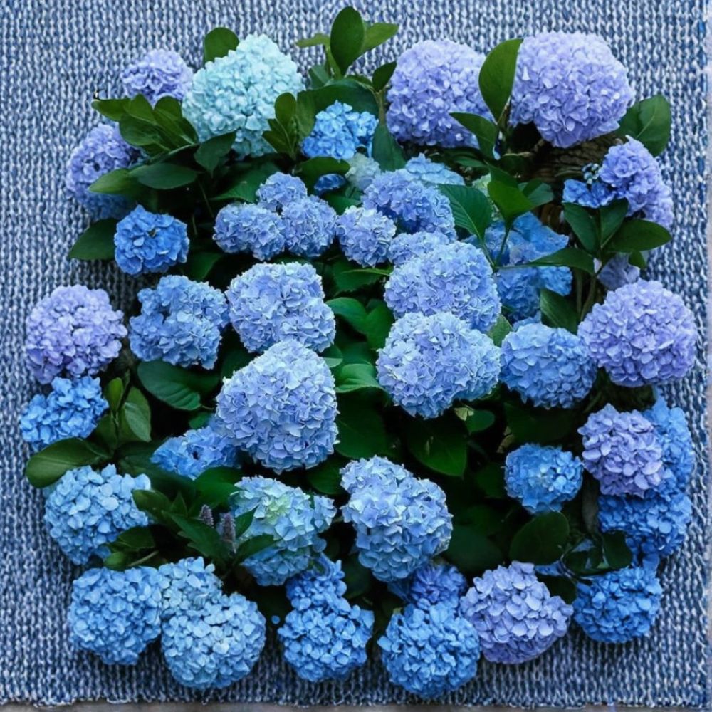 Deep Blue Hydrangea – Fresh Cuttings | Set of 10 | Unrooted Flowering Shrub Cuttings | Easy to Propagate