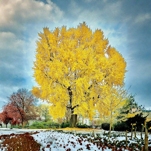 Ginkgo Biloba – Ginkgo biloba Live Bare Root Sapling | 8–12 Inch Tree | One-Year-Old Seed Grown