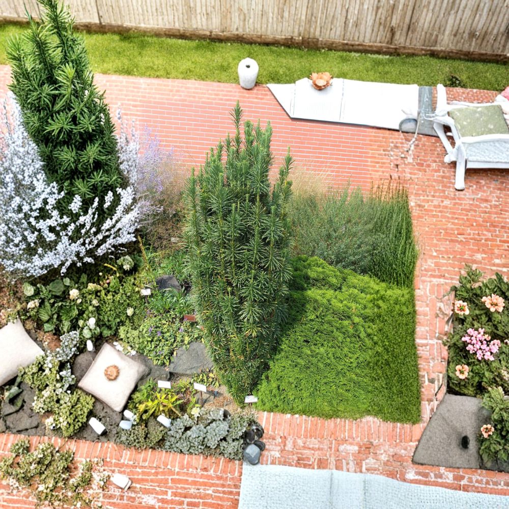 Columnar Plum Yew Fastigiata – Live Evergreen Shrub | 4 Inch Pot Plant | Deer Resistant Shade Tolerant Landscape Plant | Cephalotaxus harringtonia