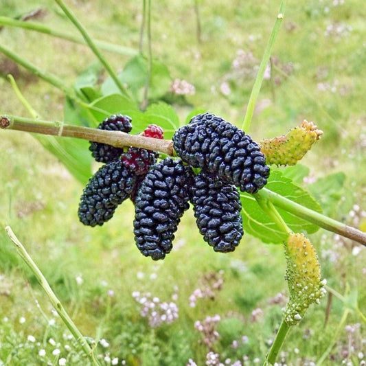 Dwarf Everbearing Mulberry Live Starter Plant | 4–8 Inch Tall | Morus 'Dwarf Everbearing' | Fruit Bearing Tree | Ships Without Pot
