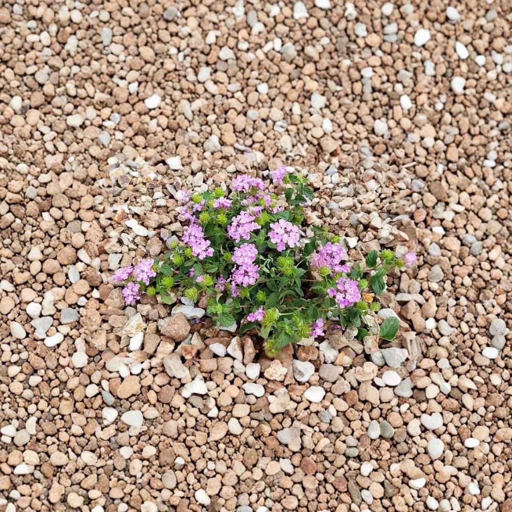 Purple Trailing Lantana – Live 1 Gallon Plant | Fully Rooted Ground Cover | Long Blooming Pollinator Plant | Heat & Drought Tolerant