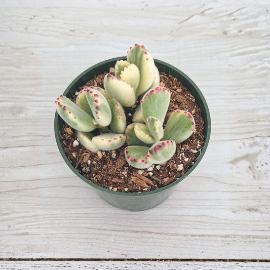 Variegated Bear Paw Succulent – Cotyledon tomentosa Live Plant | Fuzzy Paw-Shaped Leaves | Green Cream Red Variegation | 4 Inch Pot