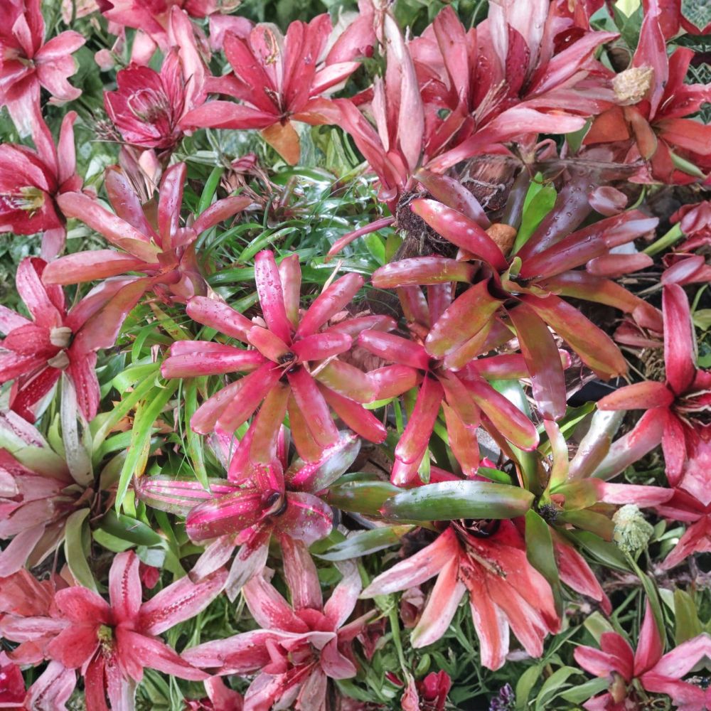 Neoregelia Fireball Bromeliad – 5 Live Pups | Unrooted Offsets | Tropical Air Plant | Vibrant Red Foliage | Easy to Grow