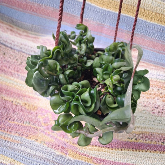 Hoya Hindu Rope Vine Live Plant – 6 Inch Hanging Basket | Wax Plant | Curly Green Foliage | Easy-Care Tropical Houseplant | Indoor Plant