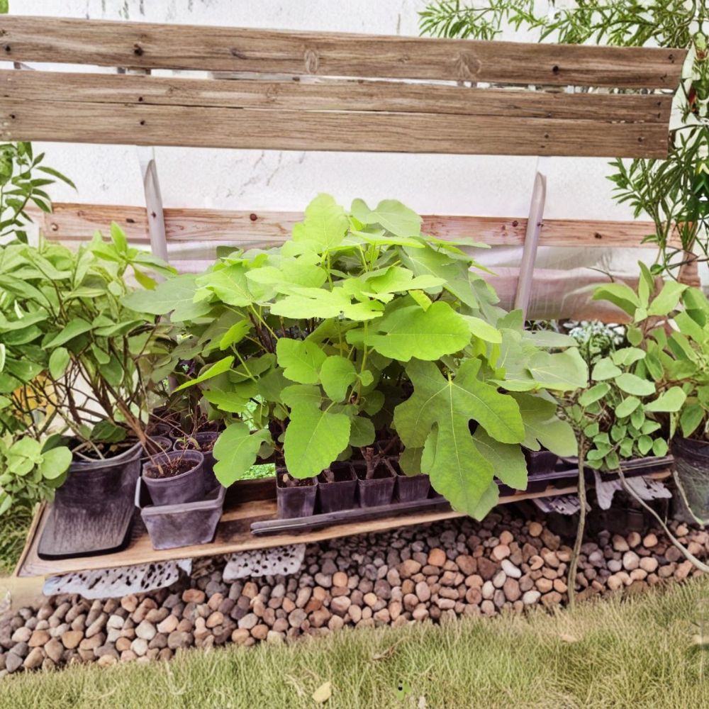 Brown Turkey Fig – Ficus carica Live Rooted Plant | 8–12 Inches Tall | Healthy Rooted Cutting | Fruit Bearing Variety | Patio & Backyard Friendly | Easy to Grow