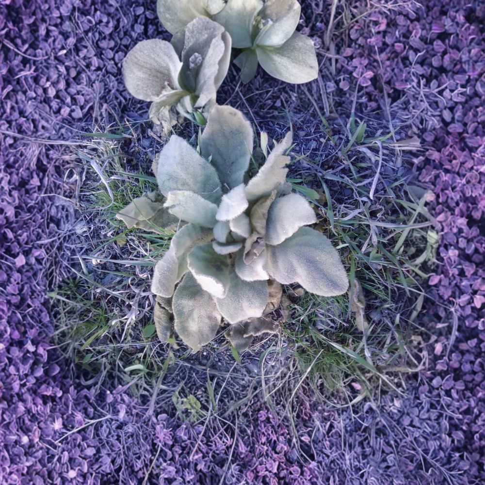 Common Mullein – Verbascum thapsus Live Plant | 2–6 Inches Tall | Rooted Starter Plant | Hardy Herb | Easy to Grow