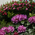 Rhododendron ‘Daphnoides’ Live Evergreen Shrub | Purple Blooming Rhododendron | Cold Hardy Landscape Plant | #2 Container Grown