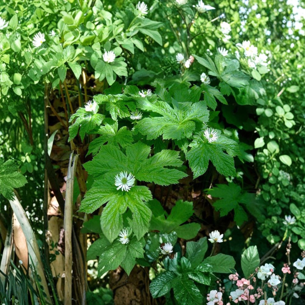 Goldenseal Live Roots – Hydrastis canadensis Bare Root | 6 Live Rhizomes | Native Woodland Perennial | Shade Loving | Easy to Grow