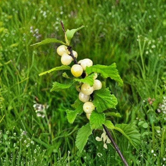 Nanking White Bush Cherry Live Plant – 12–18 Inch Starter | Prunus tomentosa | Sweet White Cherries | Hardy Fruit Shrub | Zones 2–7 | Garden & Orchard Plant