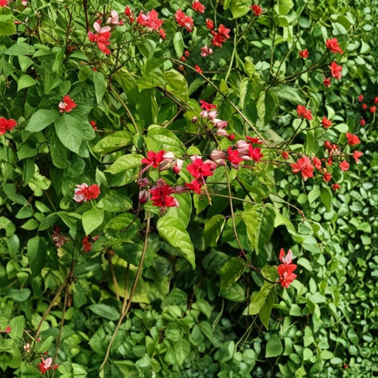 Red Bleeding Heart Live Plant | Clerodendrum thomsoniae | Flowering Tropical Vine | Red Blooms | Patio & Garden Climber