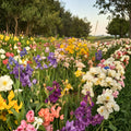 Wholesale Bearded Iris Variety Pack – 50 Live Iris Rhizomes | #1 Grade Mixed Colors | Hardy Perennial Flower Bulbs | Cut Flower Garden Friendly