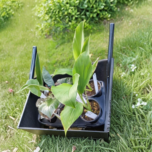 Turmeric Plant – Curcuma longa Live Plant | 12 Inch Potted Turmeric Ginger | Edible Herb & Spice Plant | Tropical Garden | Root Crop
