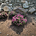Spiraea Poprocks® Petite ‘Odessa’ Live Shrub | Reblooming Pink Spirea | Compact Hardy Landscape Plant | #3 Container Grown