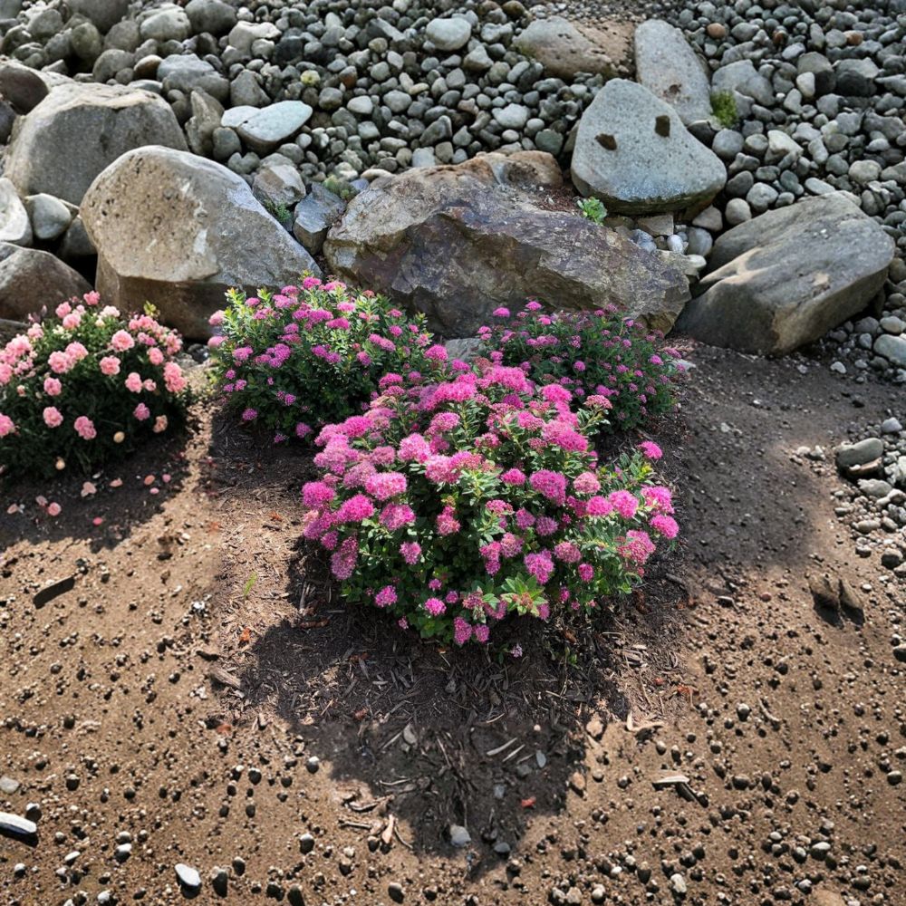 Spiraea Poprocks® Petite ‘Odessa’ Live Shrub | Reblooming Pink Spirea | Compact Hardy Landscape Plant | #3 Container Grown
