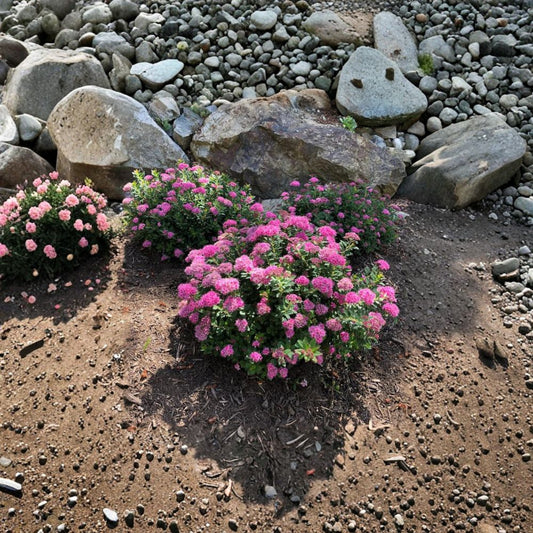 Spiraea Poprocks® Petite ‘Odessa’ Live Shrub | Reblooming Pink Spirea | Compact Hardy Landscape Plant | #3 Container Grown