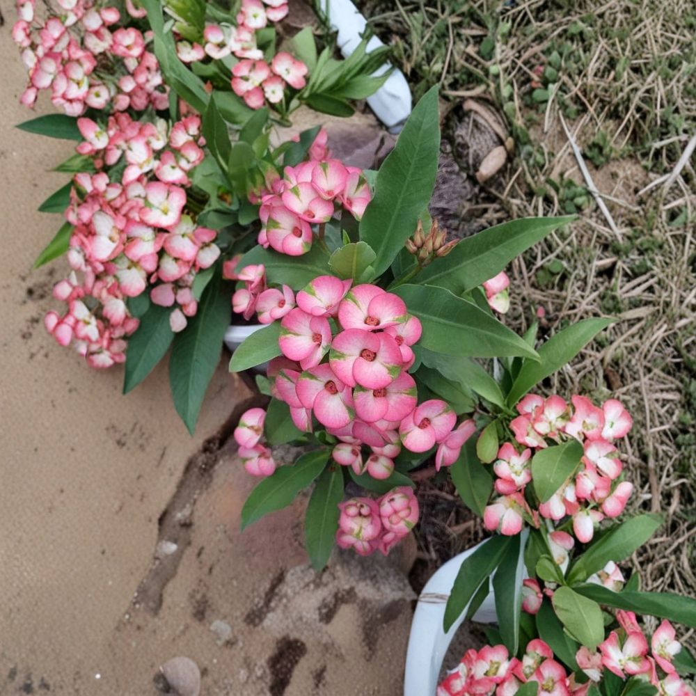Rainbow Crown of Thorns Cutting – Euphorbia milii | 1 Fresh Unrooted Cutting | Colorful Flowering Succulent | Ready to Root