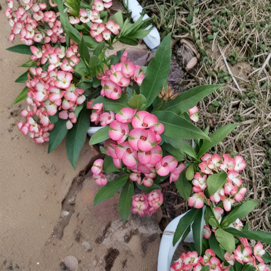Rainbow Crown of Thorns Cutting – Euphorbia milii | 1 Fresh Unrooted Cutting | Colorful Flowering Succulent | Ready to Root