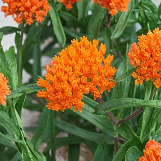 Butterfly Weed Live Plant | Asclepias tuberosa | Well Rooted Starter | 2.5 x 3.5 Inch Pot | Orange Milkweed | Monarch Butterfly Garden