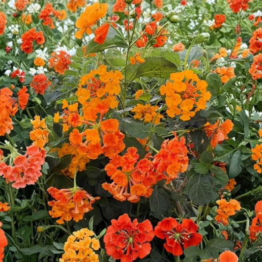 2 Radiation Lantana Live Plants – Lantana camara | 4–6 Inch Starter Plants | Tropical Flowering Shrub | No Pot | Heat & Drought Tolerant